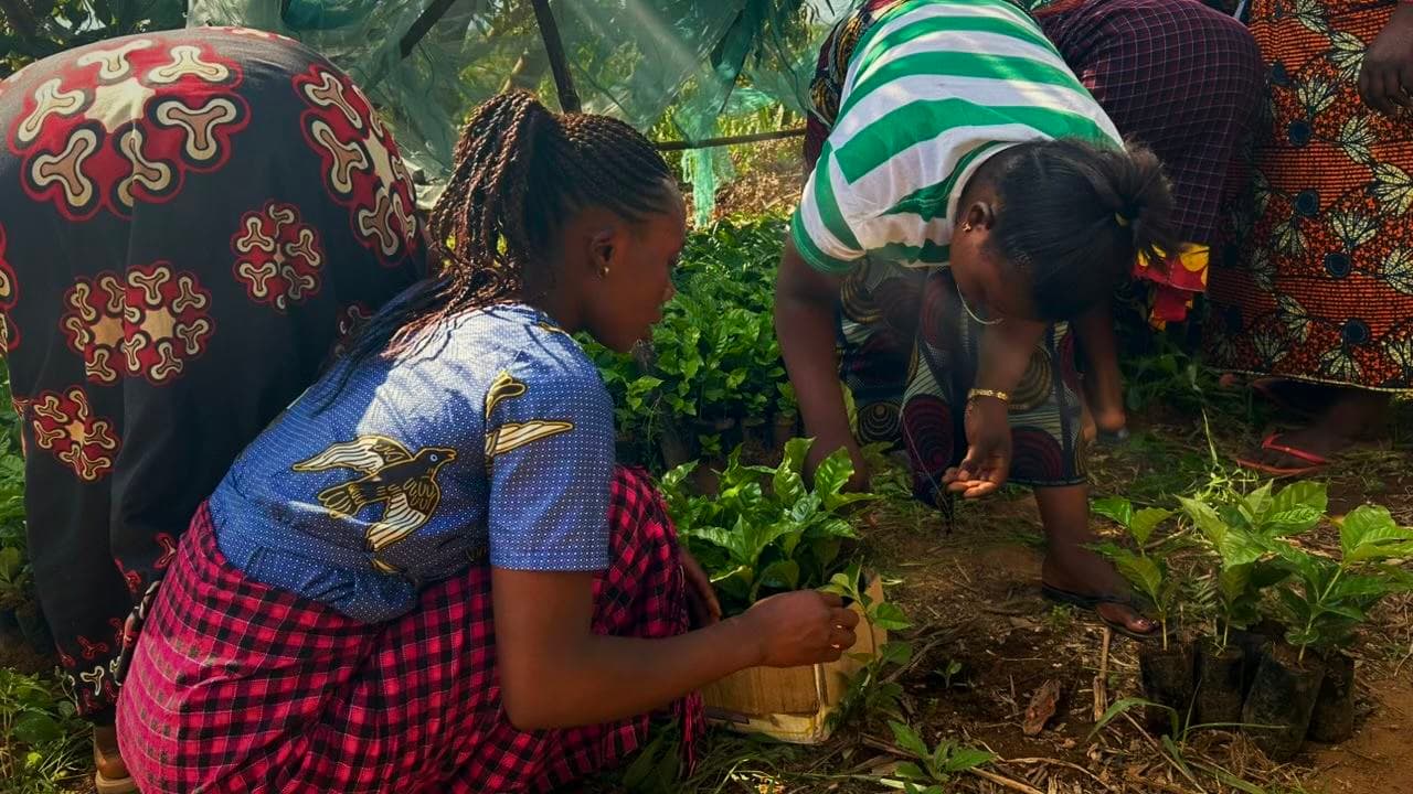 Coffee Farmers at Work