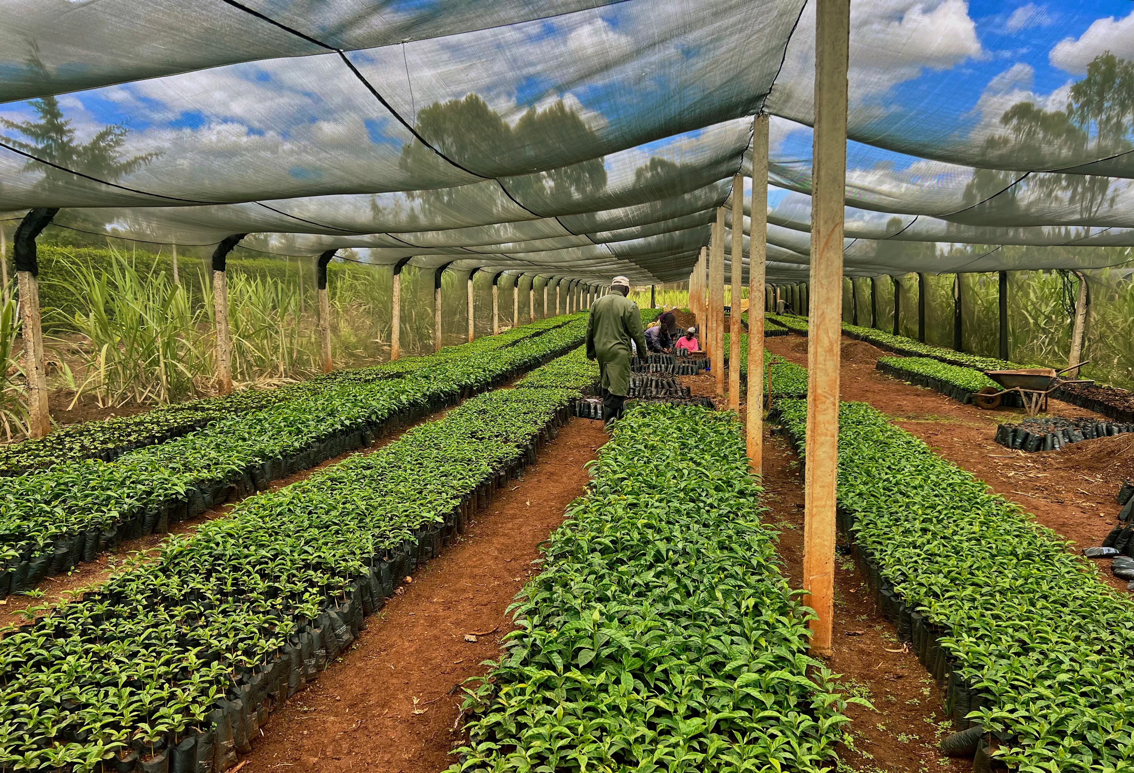 Rwandan hills coffee source