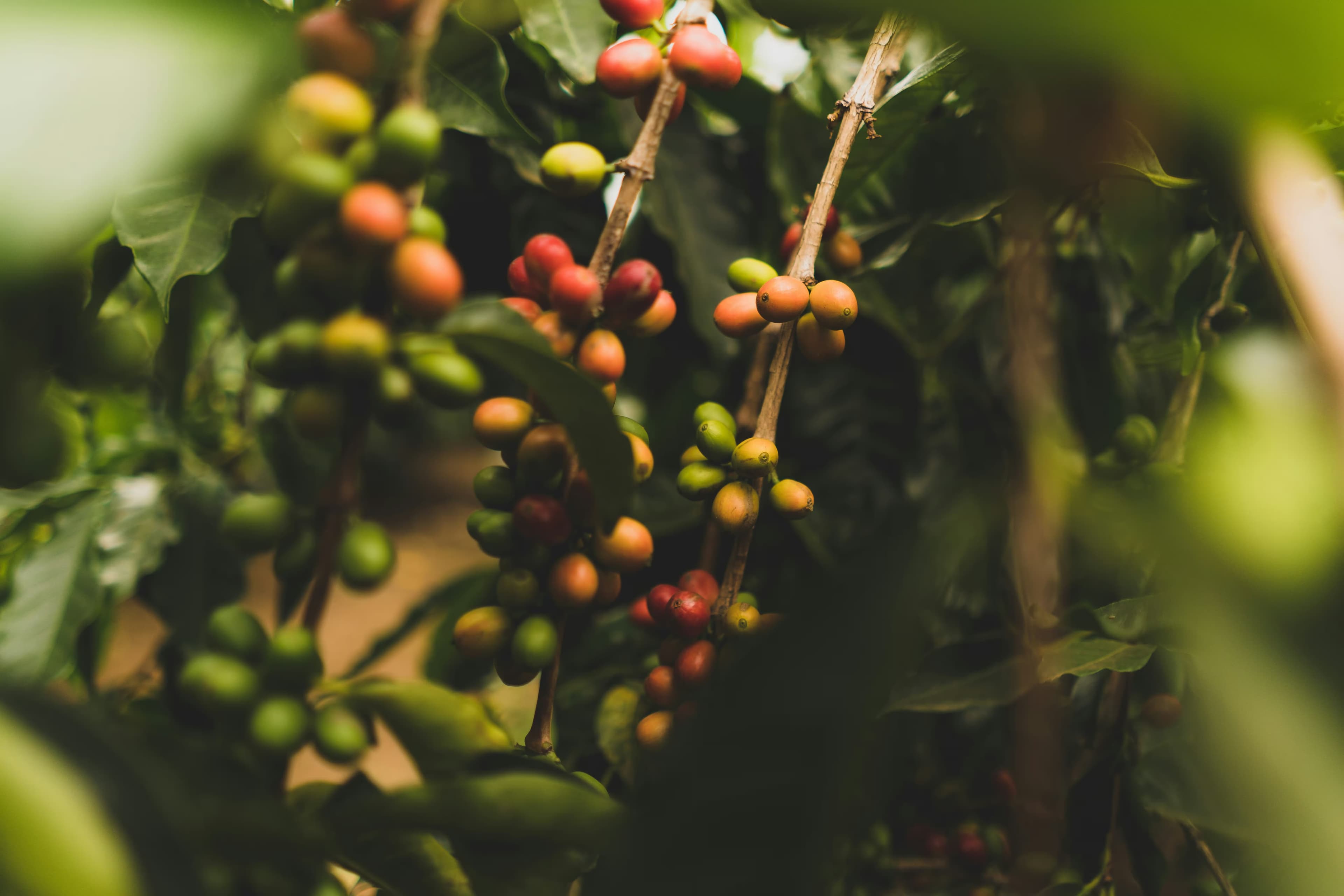 Green Coffee