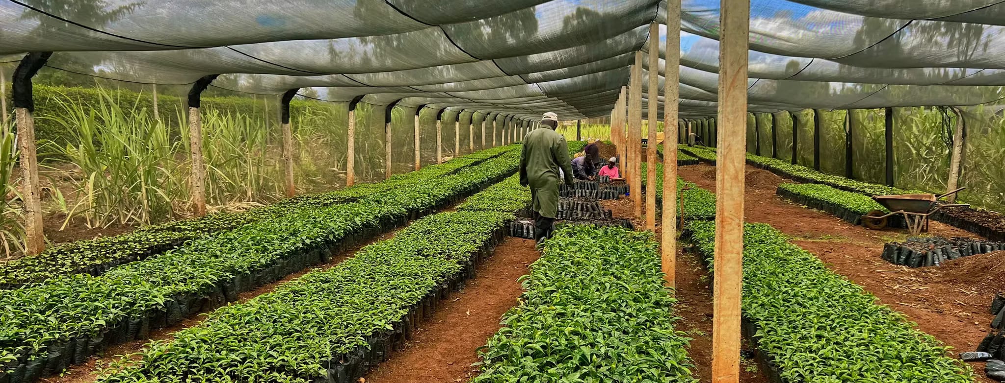 Rwandan hills coffee source